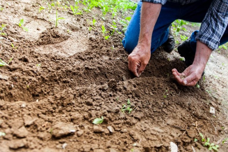 How Gardening Can Improve Your Mental Health